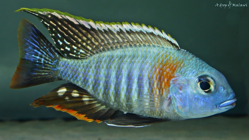 Lethrinops sp. 'mbasi'